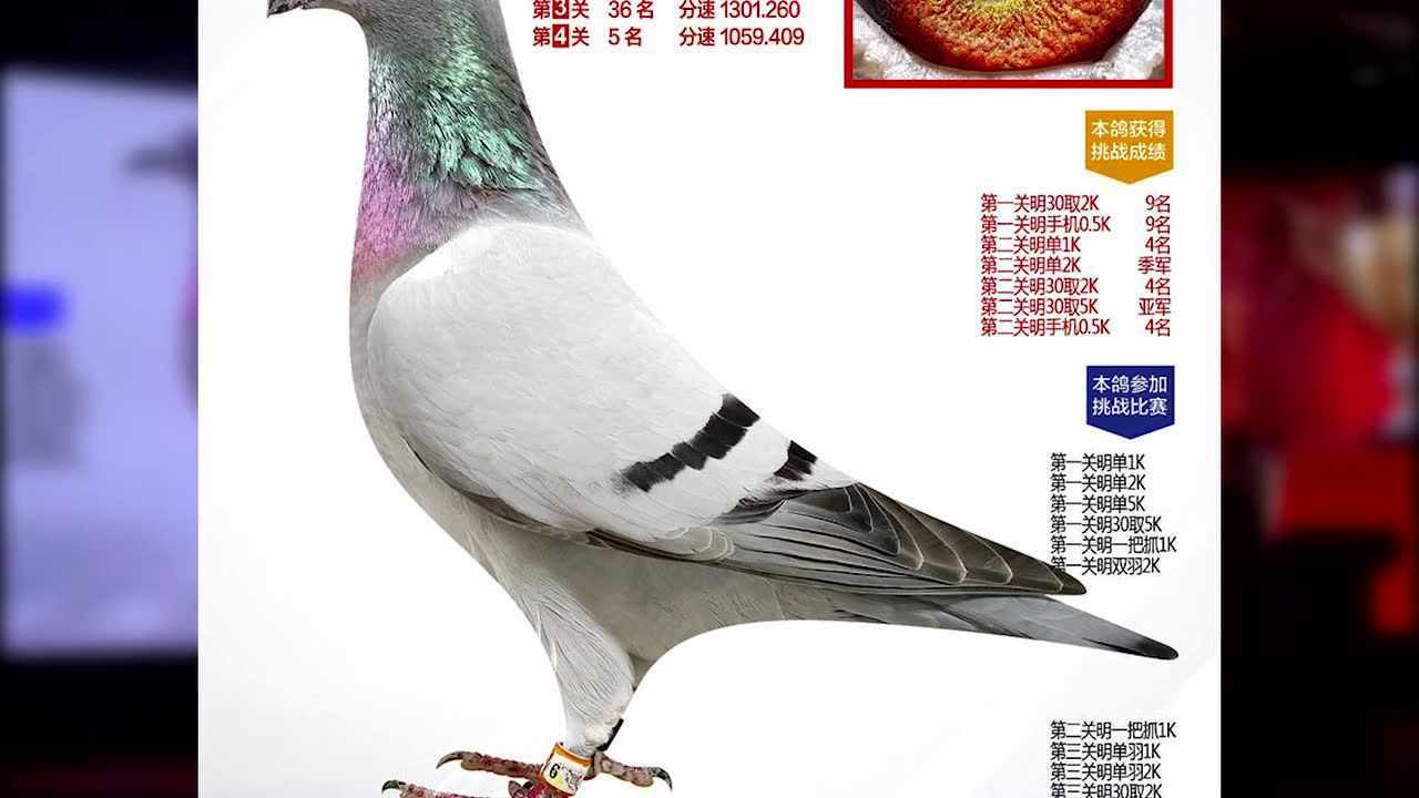 江苏银石鸽业种鸽图图片