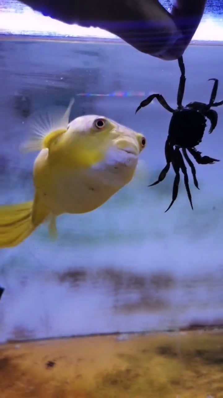 河豚的咬合力也是很惊人的呀!