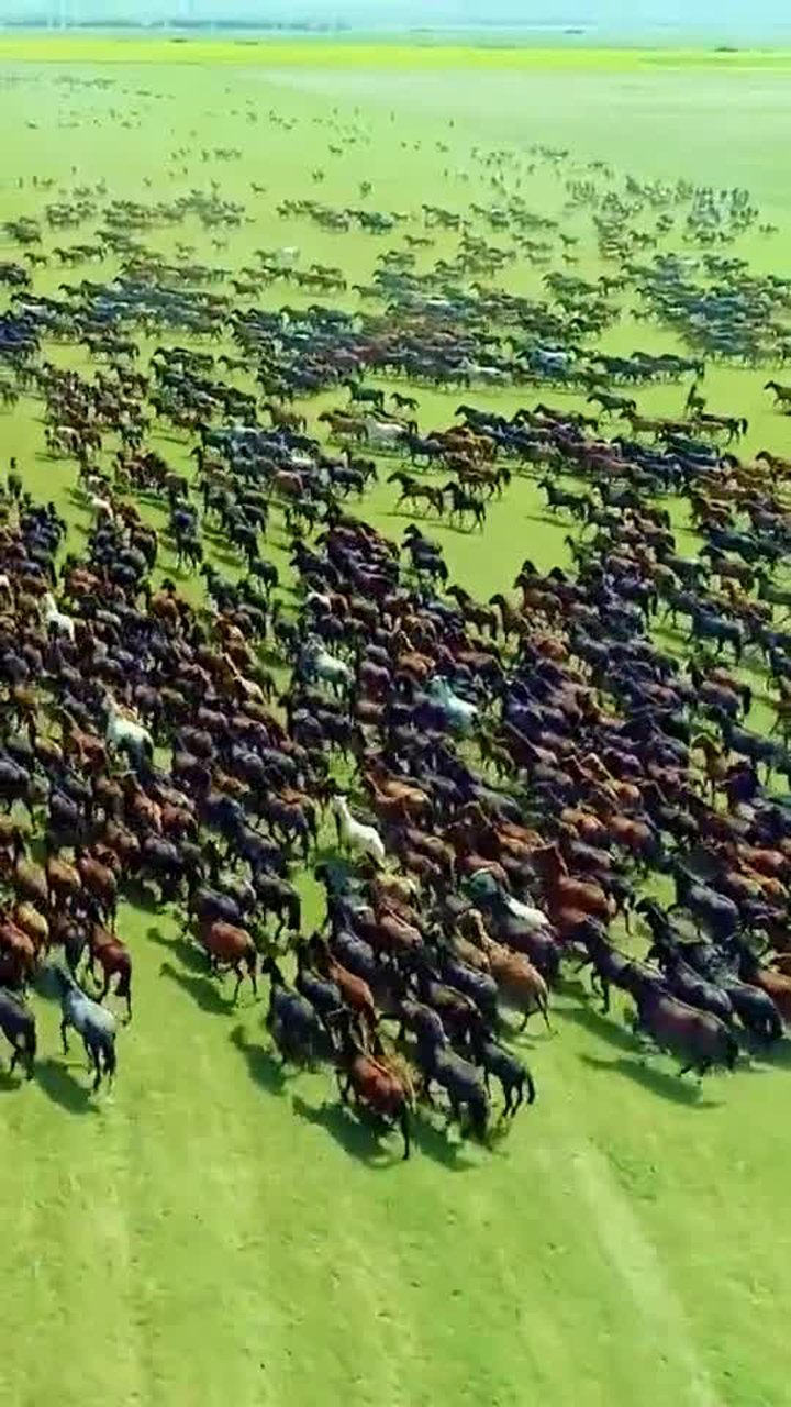 成千上万的马在草原上奔跑,看起来好壮观,绝对是大土豪