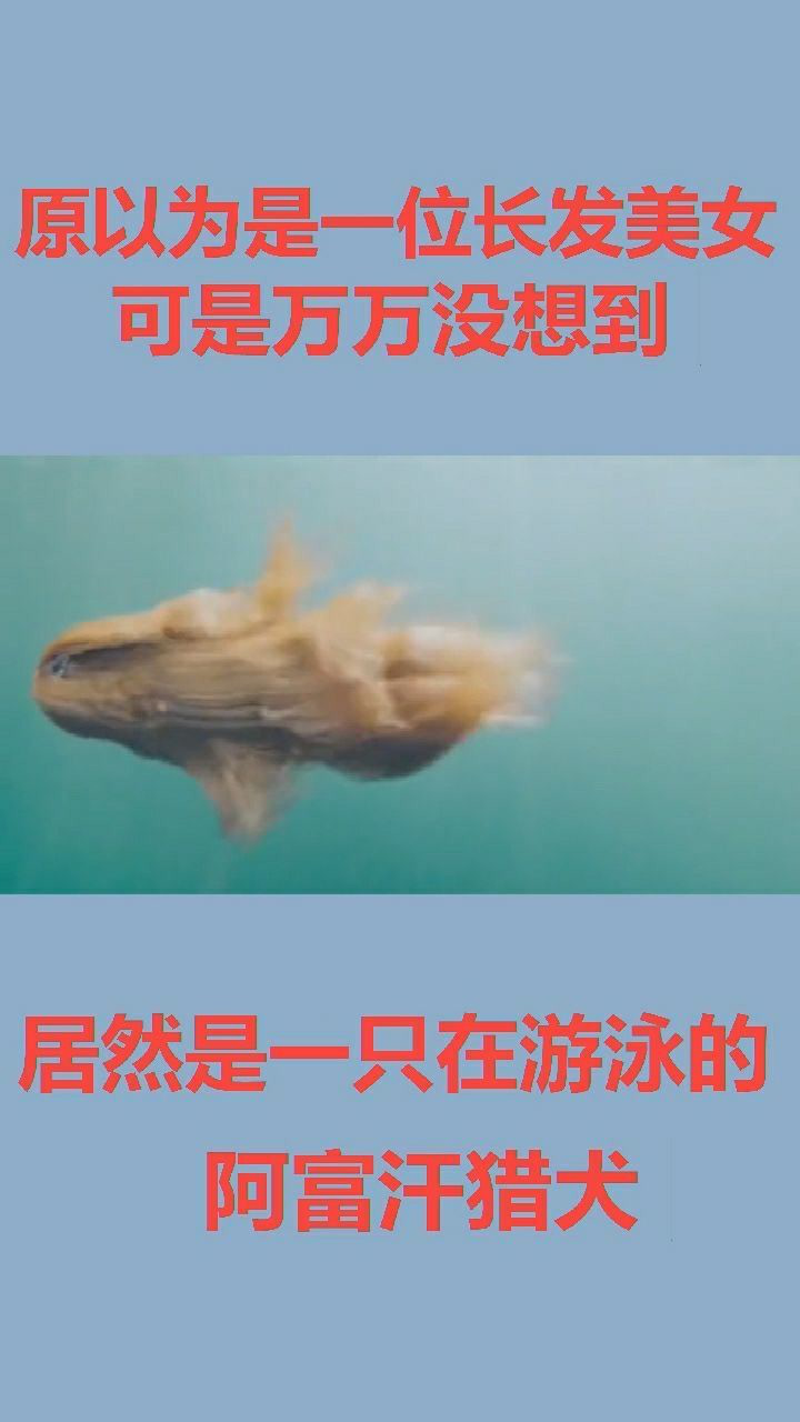 万万没想到居然是一只阿富汗猎犬在游泳._腾讯视频