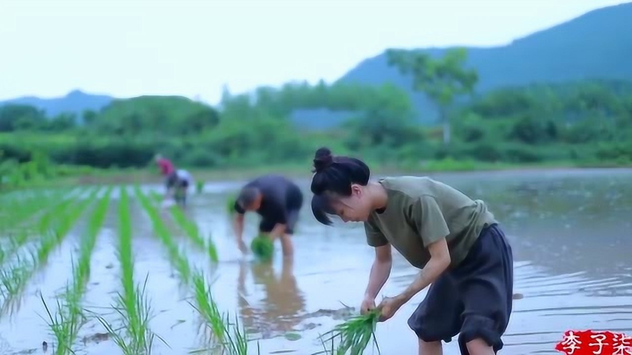 李子柒体验农村生活，在田里插秧，晚上还要守夜，真辛苦_腾讯视频