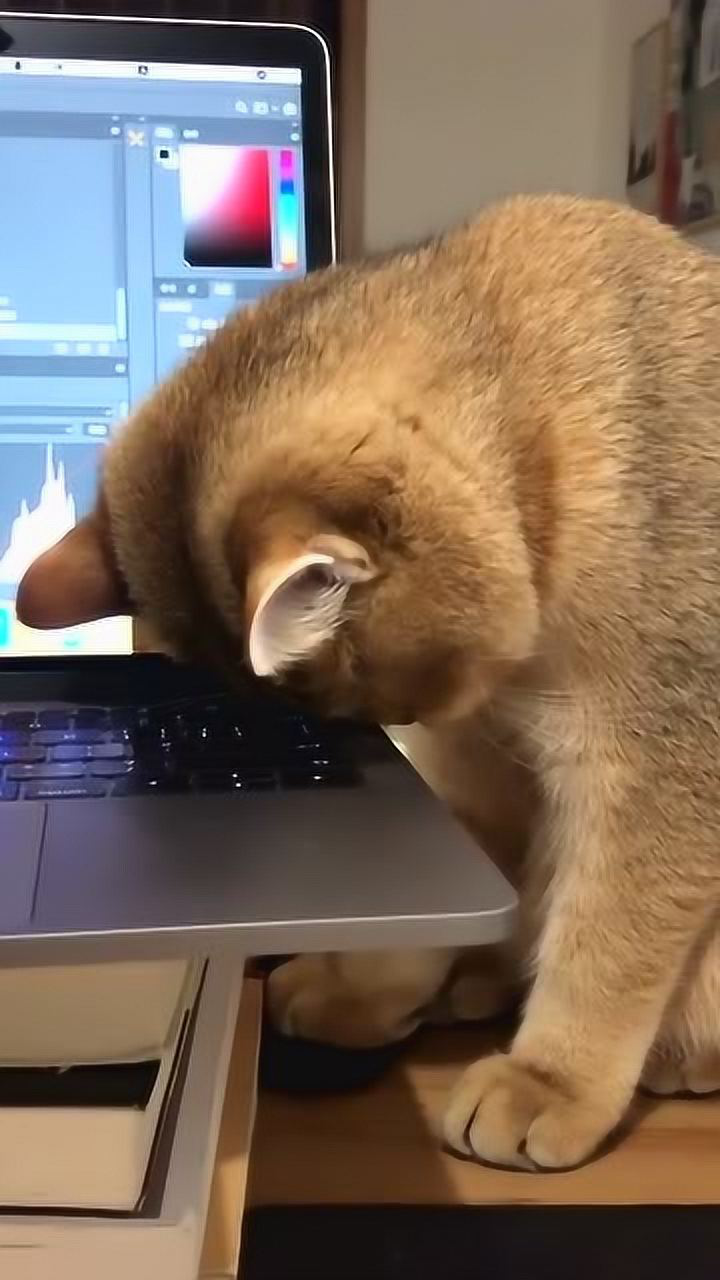 铲屎官:都困成这个样子了,还非要陪我加班!