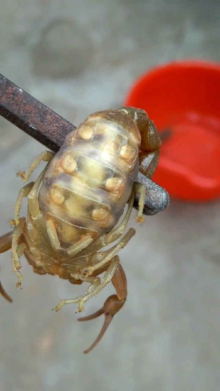 一只蝎子从在母蝎的肚子里到长成成蝎的全过程