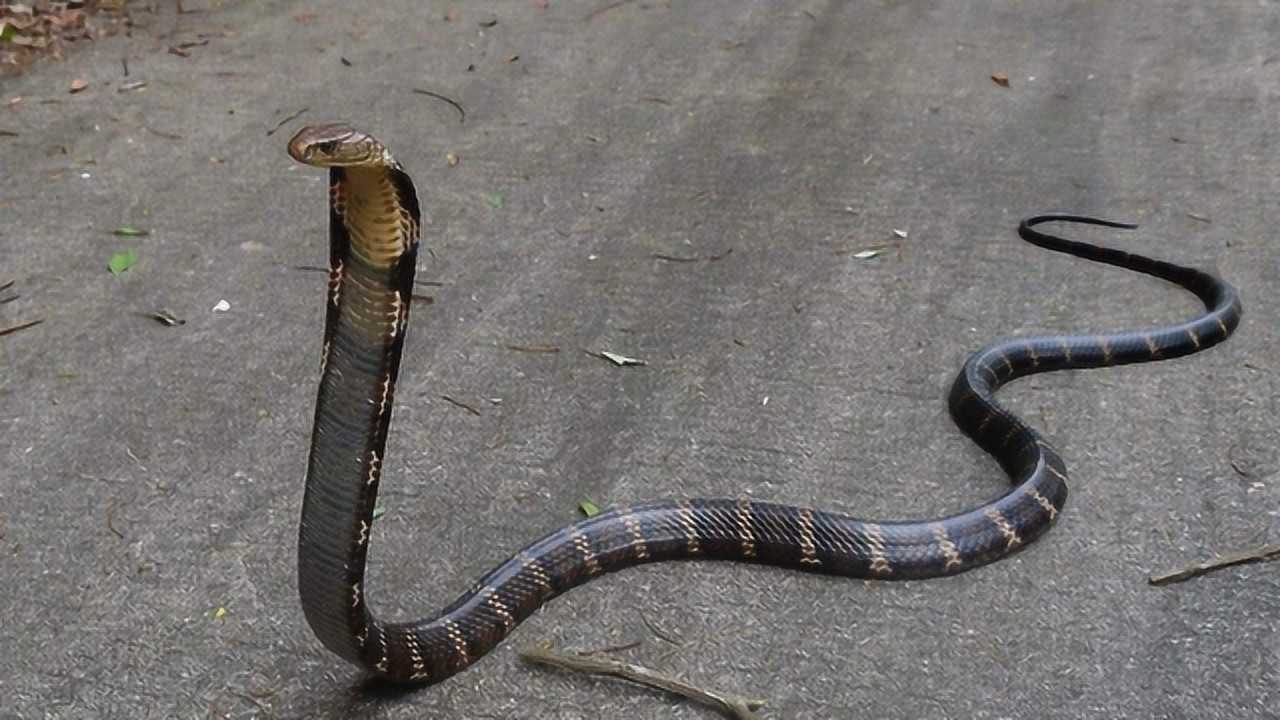 过山峰能有多大世上怎会有如此可怕的毒蛇