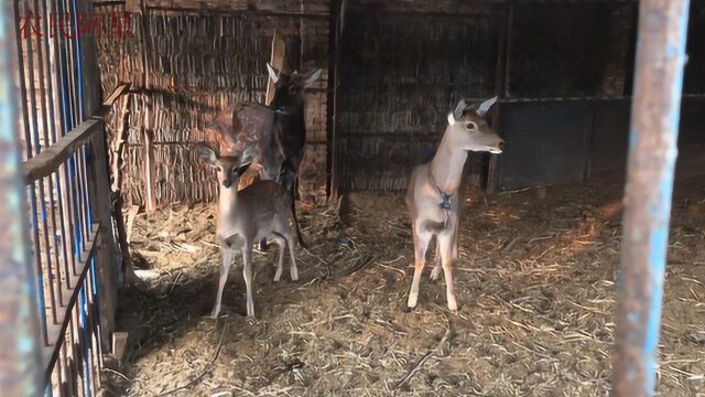 农村小伙养殖梅花鹿,一斤鹿茸卖到2500元,看他一年能挣多少钱