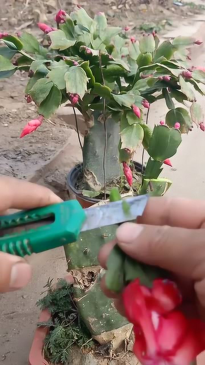 仙人掌嫁接蟹爪兰技术一学就会你看懂了吗