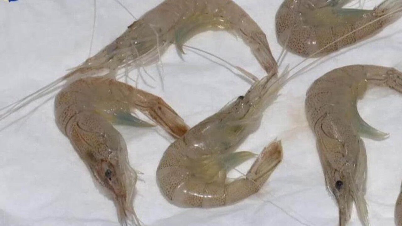 你能分辨吗?没有钳子的小虾,究竟是河虾还是海虾?