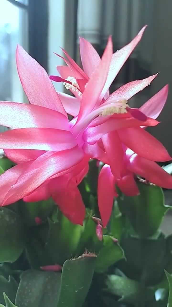 蟹爪兰欣赏花很漂亮,要是是蓝色的花就好了