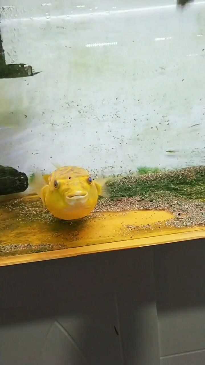 黄色河豚咱们黄胖,花色河豚同属于淡水河豚类!