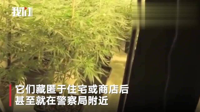 媒体曝光:英国地下农场绑3000童奴种植大麻,被拴铁链喂狗食