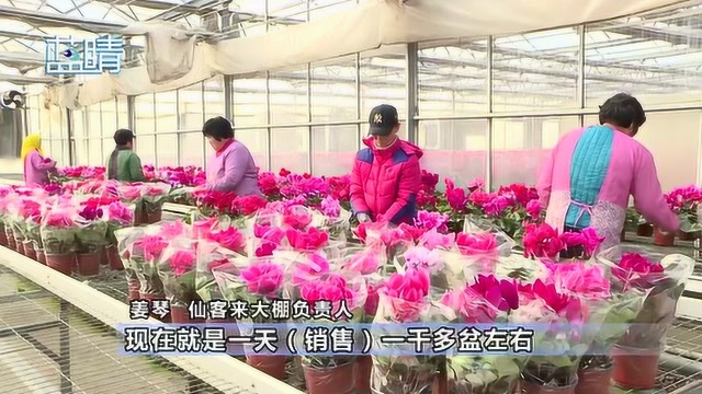 即墨花卉种植基地收获忙 年宵花迎来销售旺季