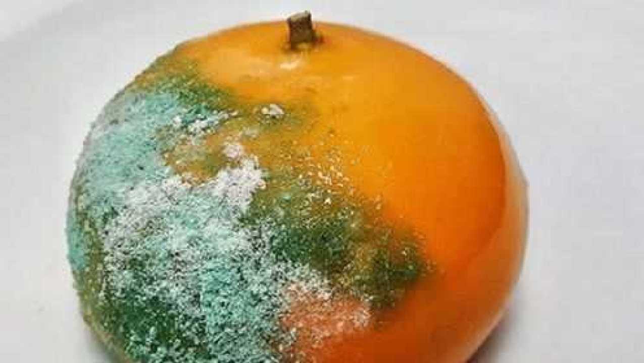 米其林餐厅推出腐烂的橙子,食客却络绎不绝,这是怎么回事?