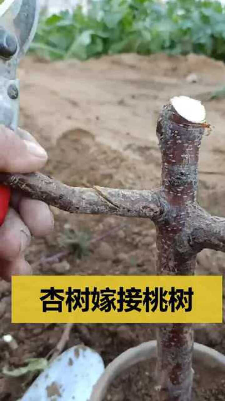 杏树嫁接桃树可活千年关键是口感很好