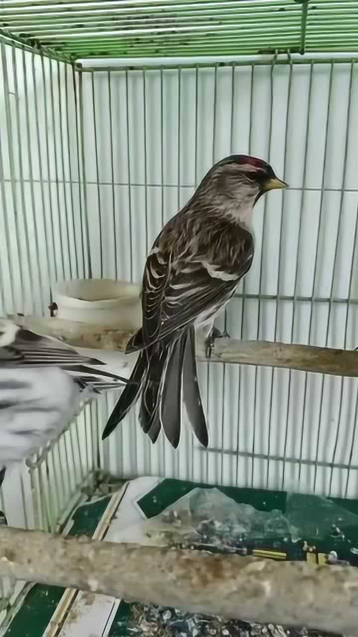 苏鸟和黄鸟放一起养能行吗_腾讯视频