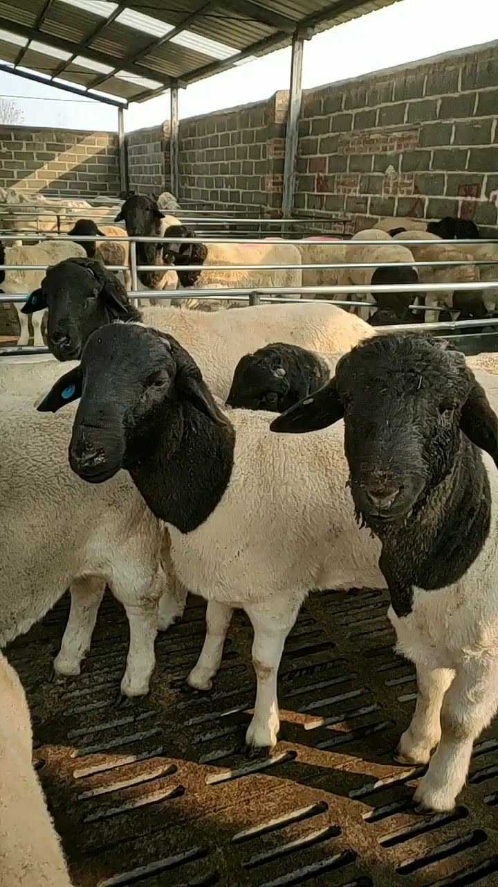 这是杜泊黑头羊一年两胎一胎产3到6只羊