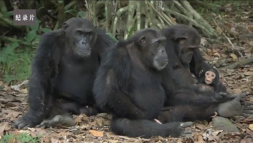 为了混口肉吃，黑猩猩也会出卖肉体啊！