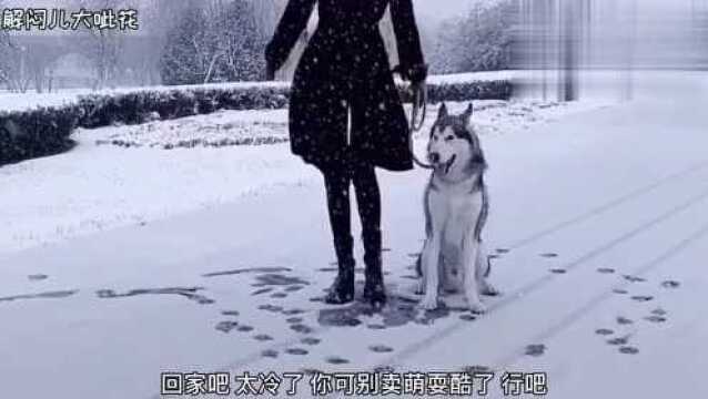 大雪天 东北二哈坑东北女主我让你耍酷!