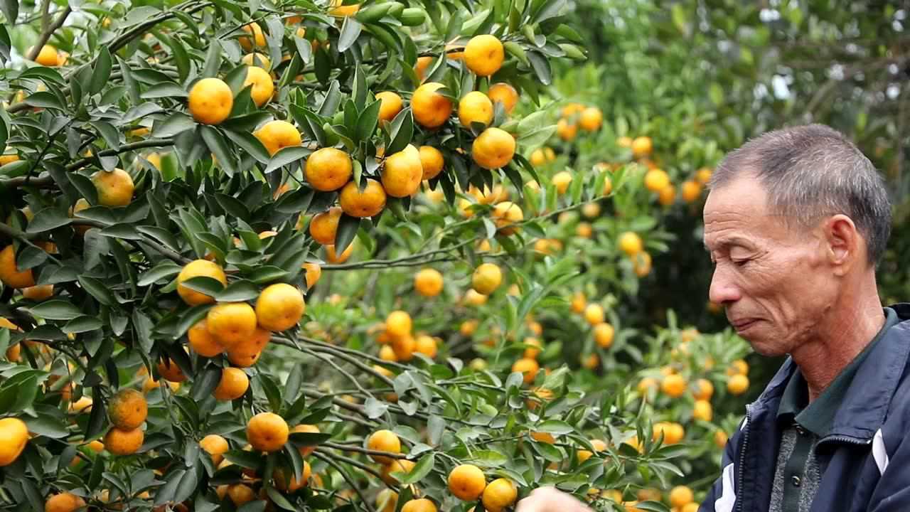 阳春马水桔熟了