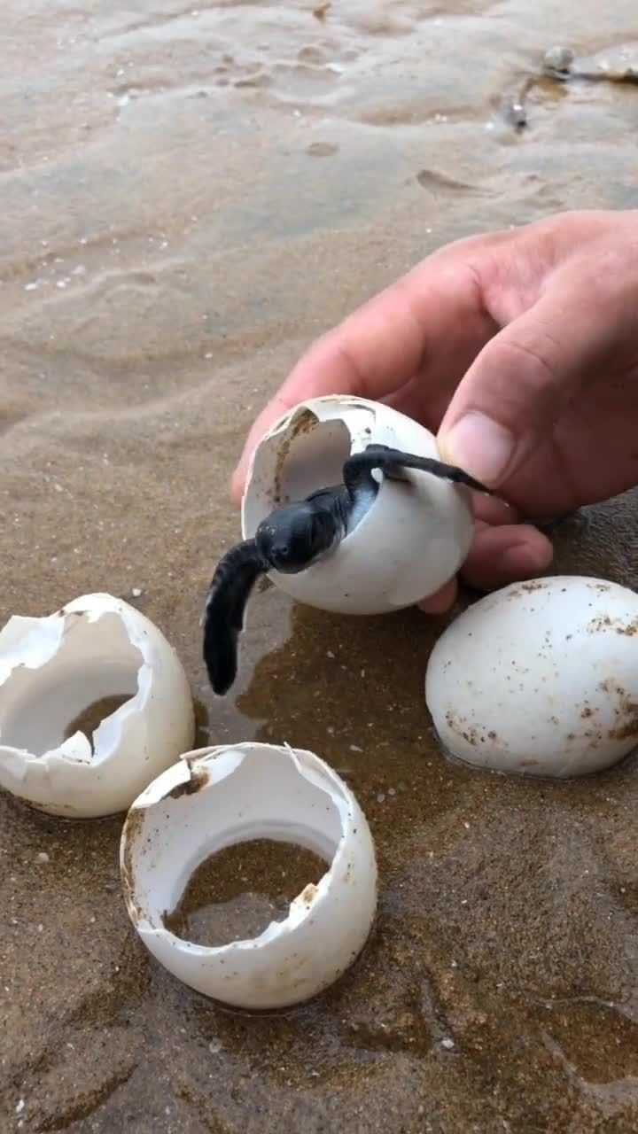 看看这个可爱的小海龟,刚出生!
