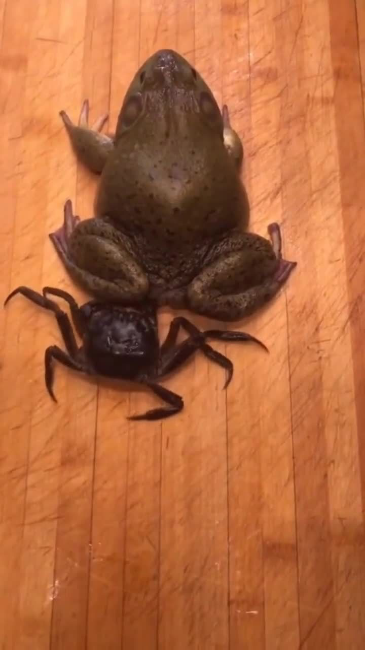 这蛤蟆练过武术吧,这腿上功夫了得,这一脚螃蟹内伤了啊