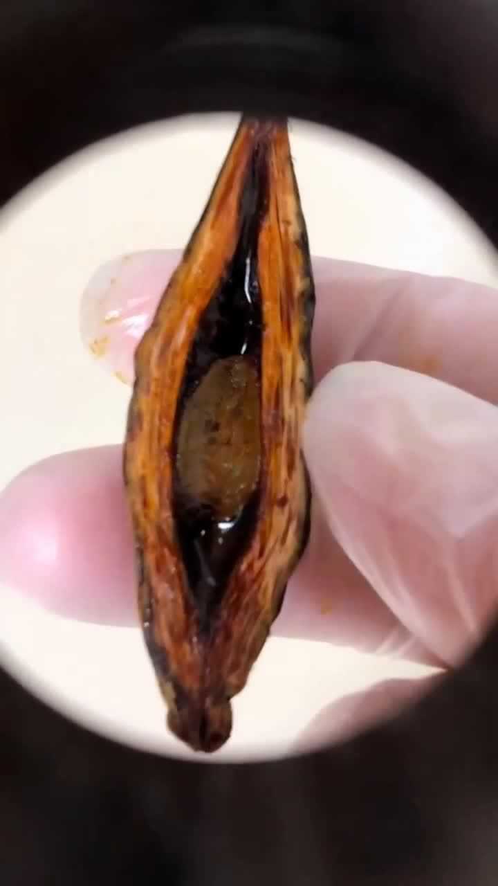 槟榔在显微镜下放大,接下来的一幕,看完你们还敢吃吗?