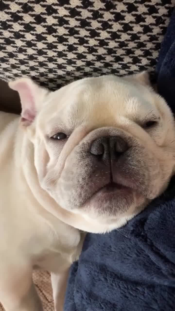 宠物大世界睁着眼睡觉的法国斗牛犬,而且还在打呼噜!