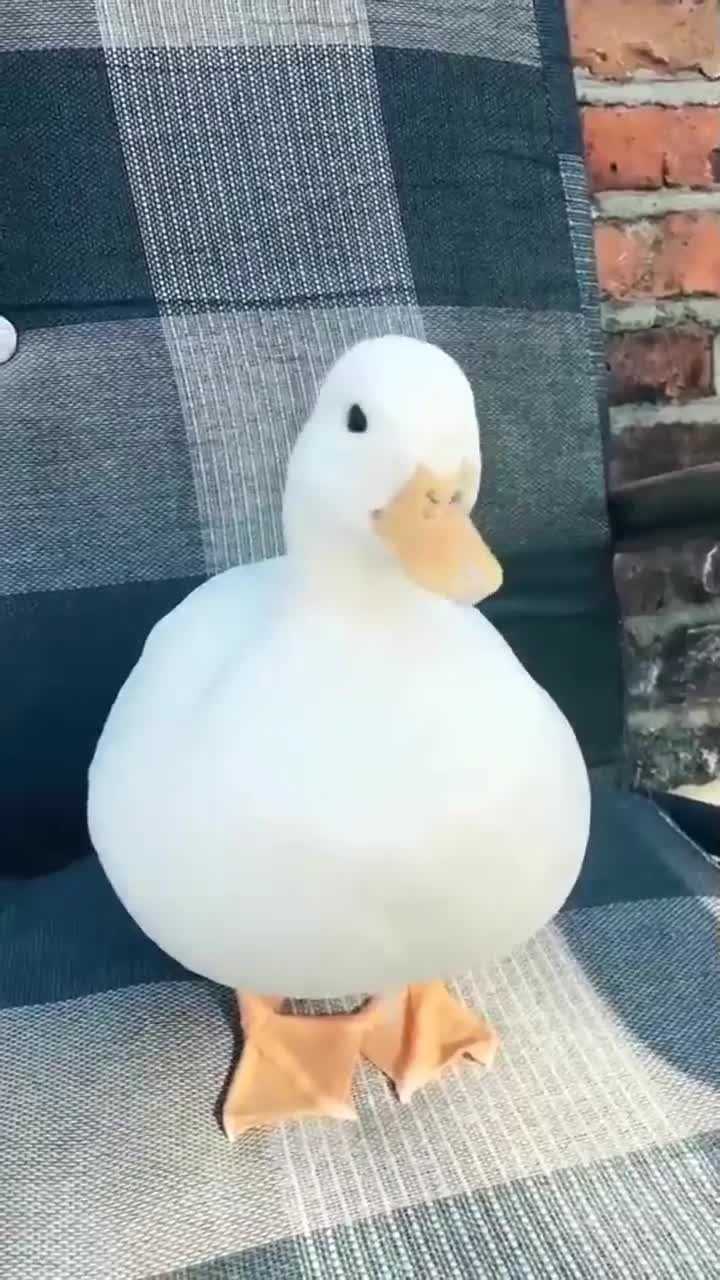 别逗我,鸭子