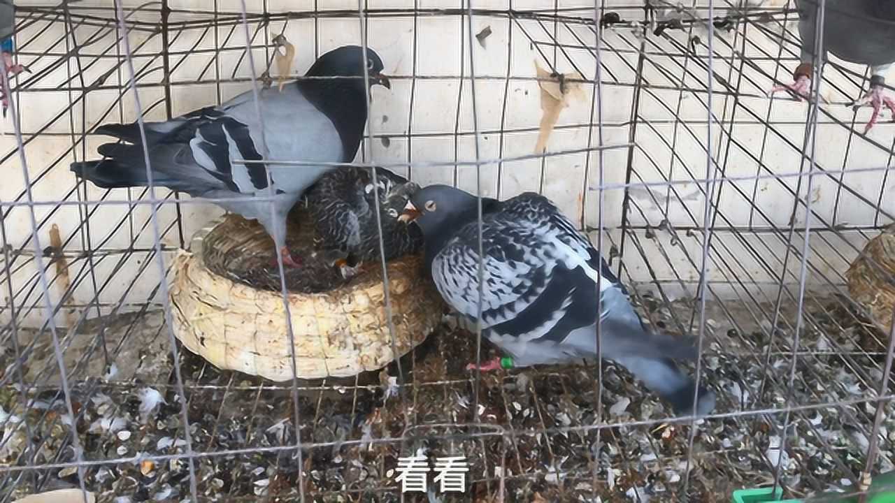 实拍农村楼顶鸽子窝鸽子竟然是这样哺育后代看完以后涨知识了
