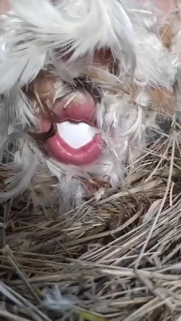 母鸡下蛋表情包图片