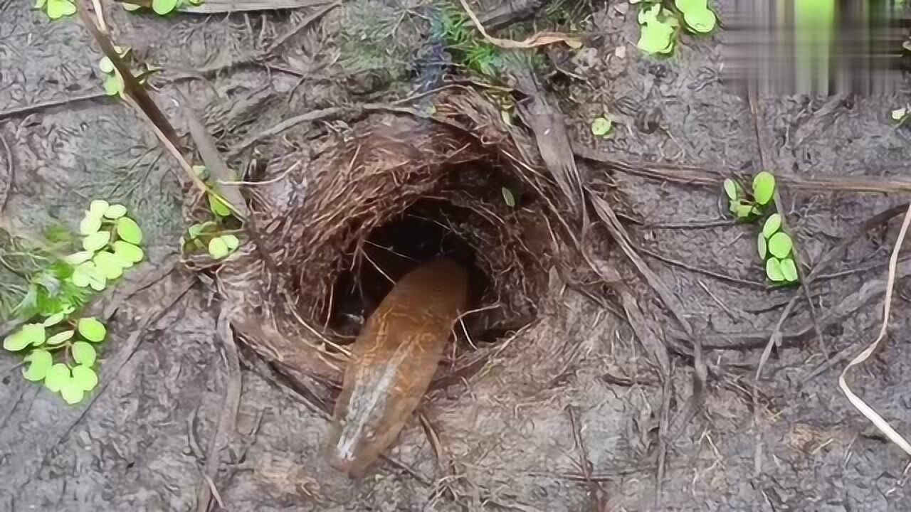 钓鱼:洞里的大黄鳝终于咬住了鱼钩,真是太棒啦