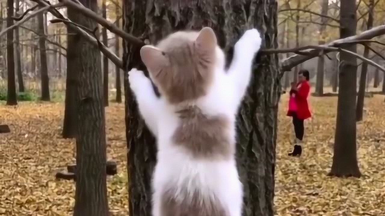 画两只猫在爬树,两只猫_大山谷图库