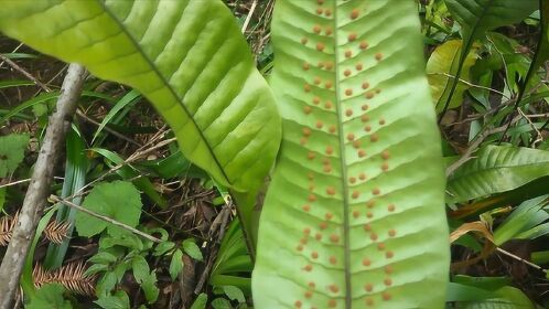 有一种叫盾蕨的蕨类植物,有很高的观赏和药用价值,朋友们认识吗