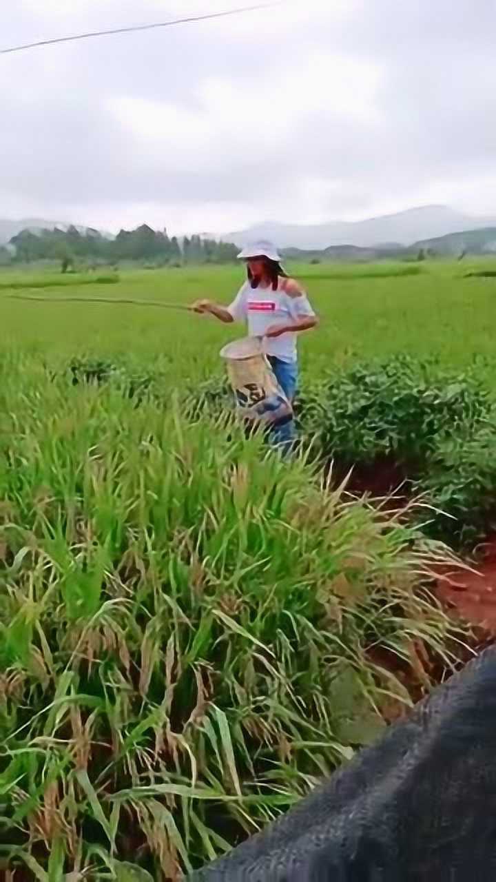 小时候经常这样抓青蛙,美好的童年回忆,再也回不到这样的时光