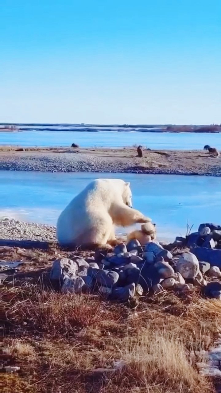 动物界都可以这么和谐共处