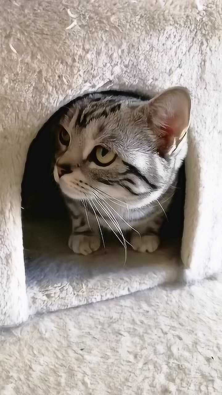 小猫咪探头探脑不敢出门,还藏起一只耳朵卖萌
