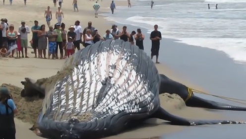 一个庞然大物出现在海滩上，引来上百人围观，它是什么来头