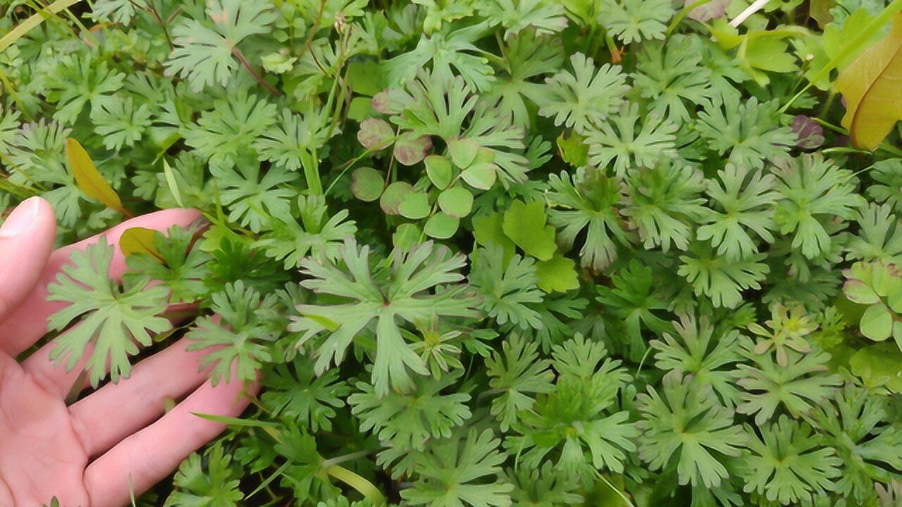 生长在农田中的"老鹤草",农民一直当野草除,不知是味好草药