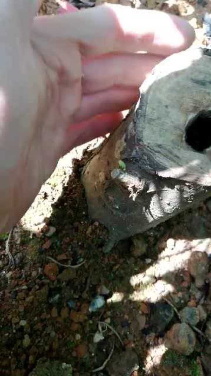 扦插大粗枝榆树