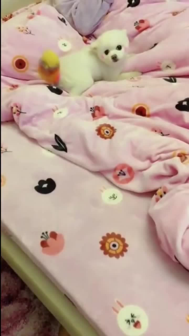 00:38旧冠病毒因不遵守交通,彻底领了盒饭饼干电影tv01:31和平精英