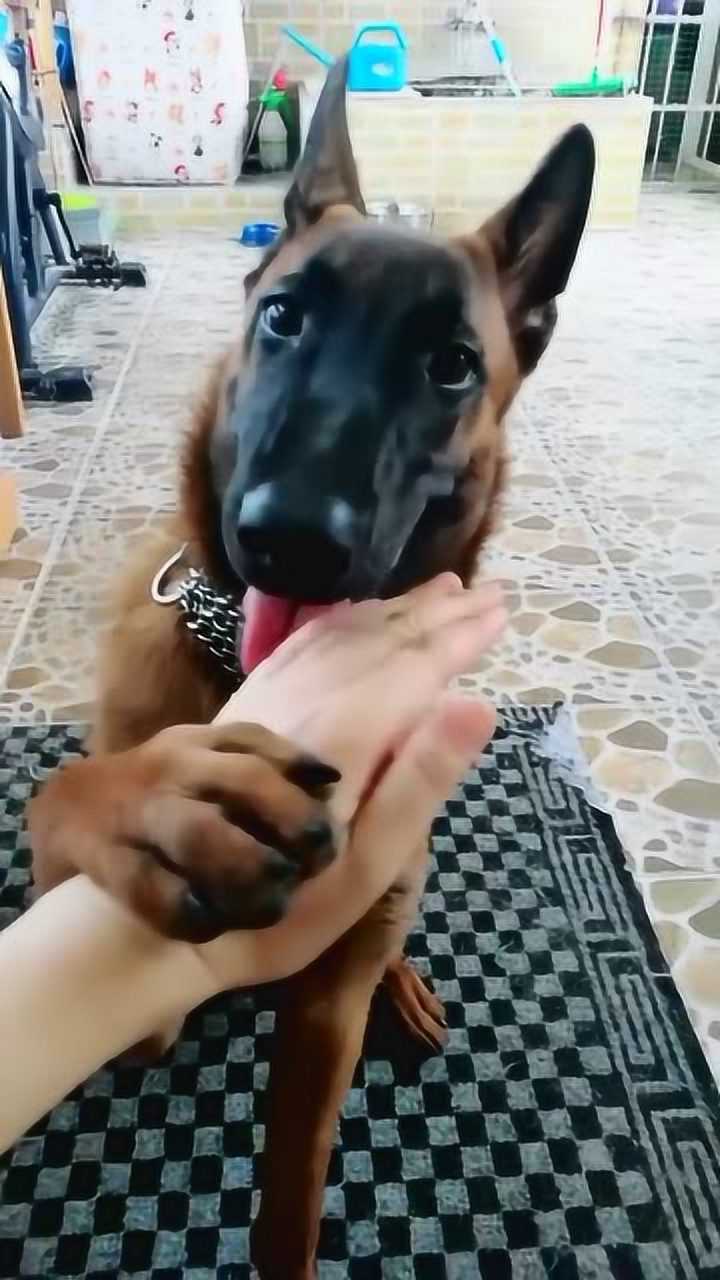 最帅萌宠德牧!居然咬人手,咬完还要看人表演!霸道啊