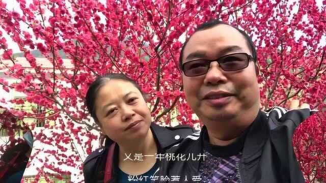 九峰桃李争相怒海,赏花季来临