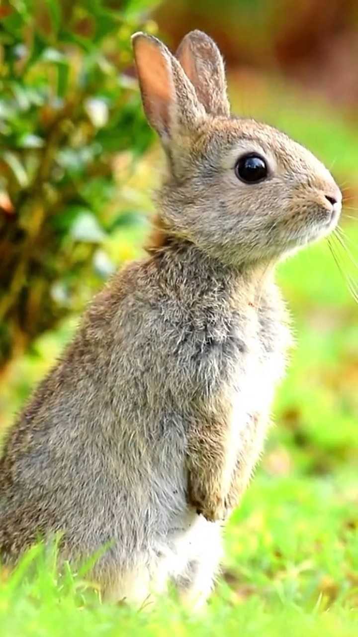 蹦蹦跳跳惹人爱的小兔子用心感受你会爱上它