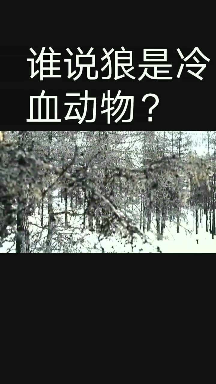 狼未必是冷血动物
