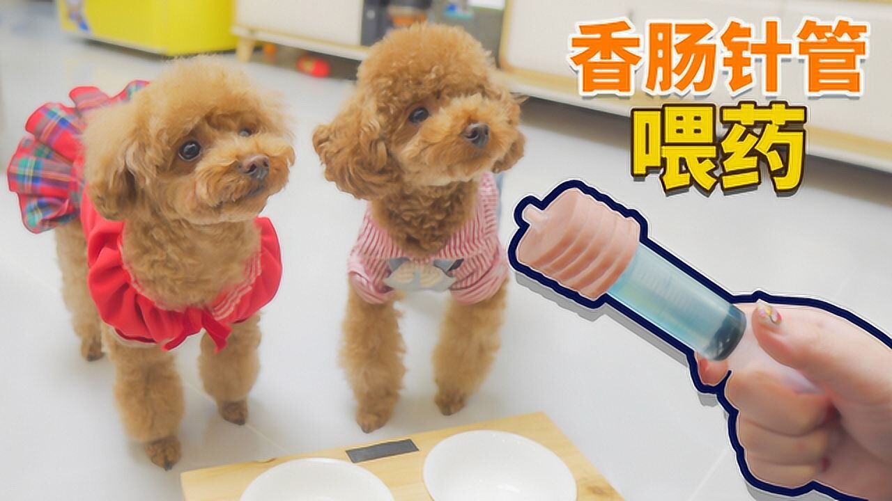 泰迪有多鸡贼?主人把药藏在火腿肠里喂狗,结果肉没了,药还在!_高清1080P在线观看平台_腾讯视频