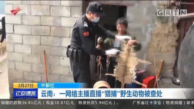 引火上身!云南一网络主播直播“猎捕”野生动物被查处