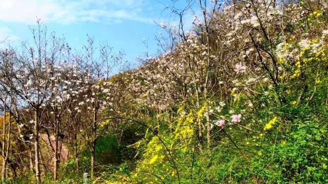 简阳这些地方 你一定要去