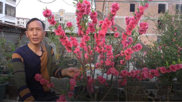 这种花卉真的太好养,不是梅花胜似梅花,开起花来只见花朵不见叶