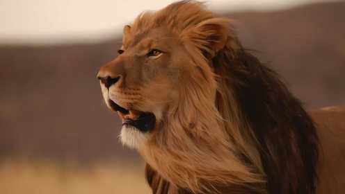 动物世界：狮子大战猎豹，求偶惨剧！