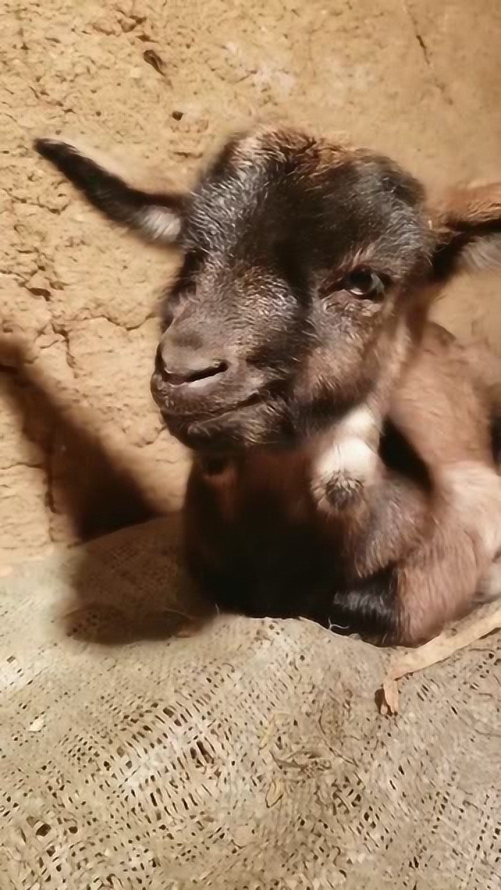 城里人知道羊羔子的叫声吗?