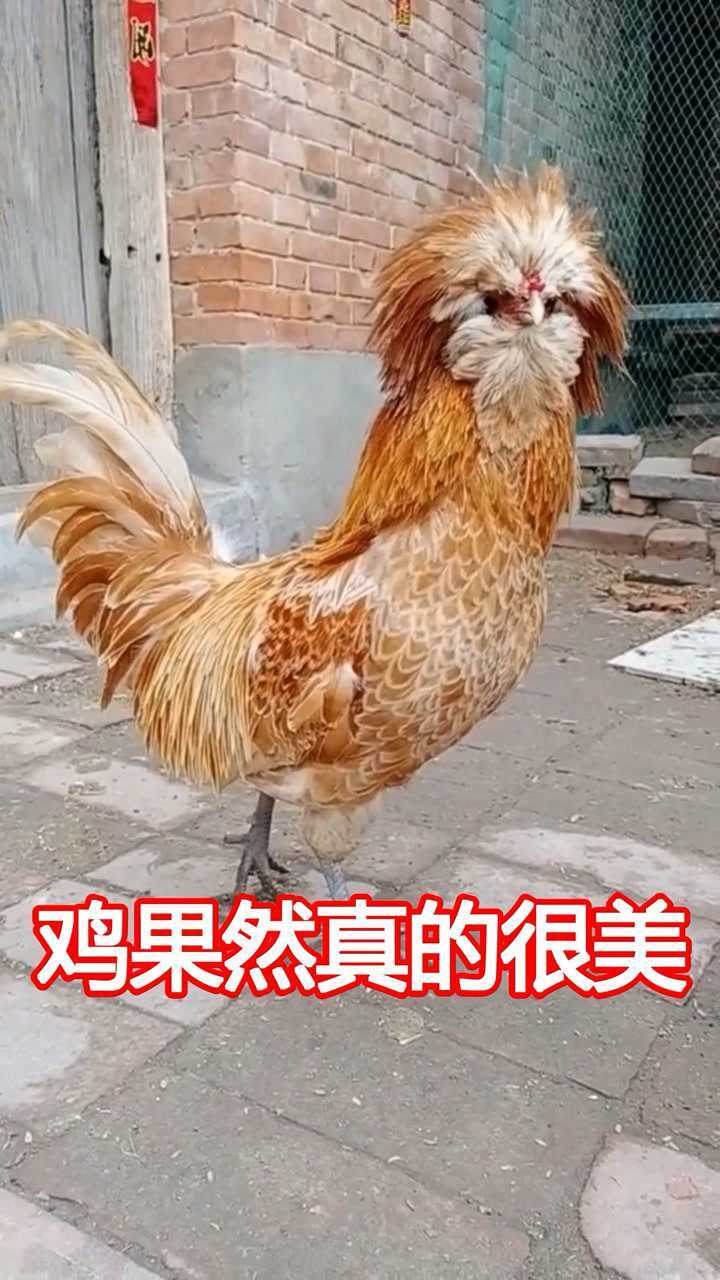 世间真的是无奇不有这些我真的相信了鸡你太美